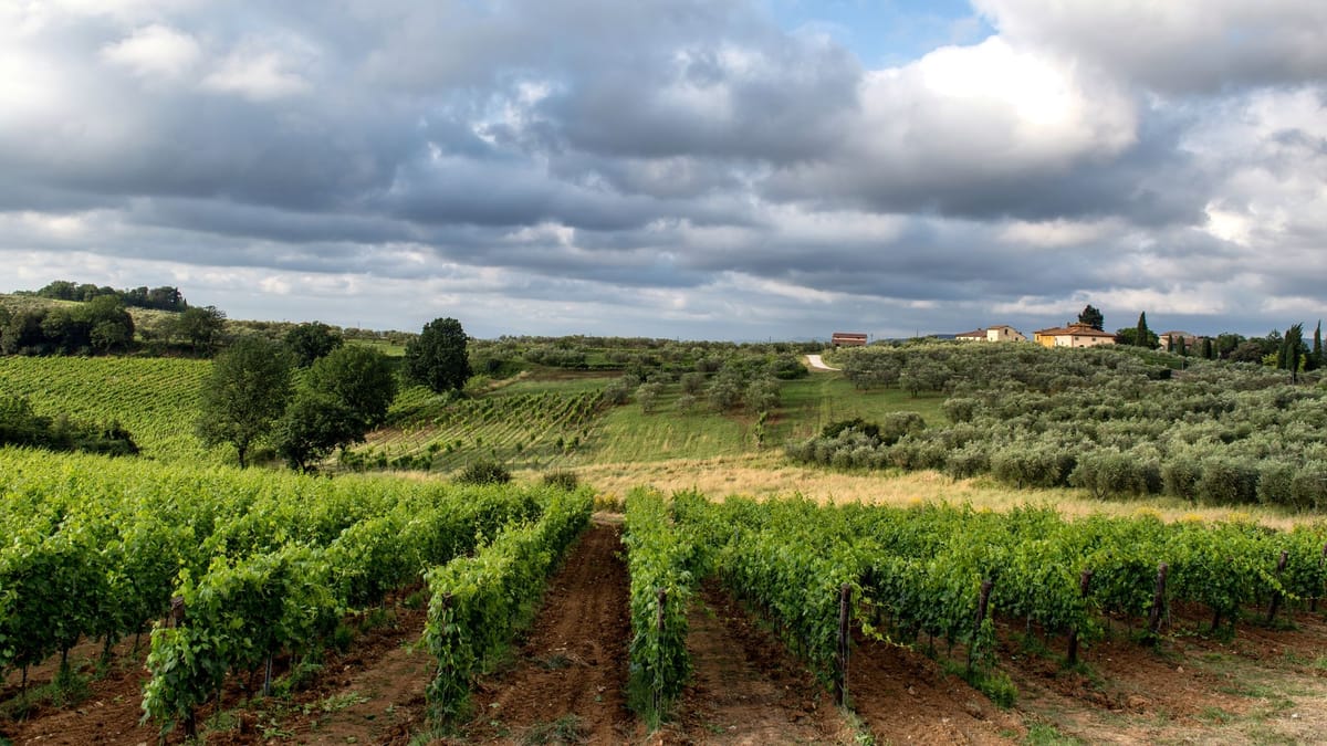 La route des vins des Baléares : par où commencer, île par île ?