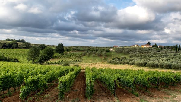 La route des vins des Baléares : par où commencer, île par île ?
