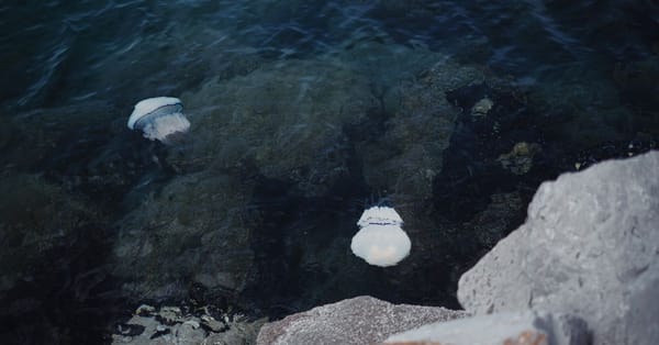 Méduses sur les plages des Baléares : reconnaître, réagir, se protéger